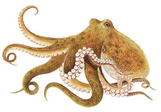 File:Octopus-transparent.png