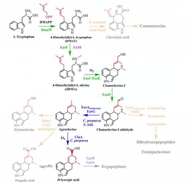 File:Biosynthesis-dla.png