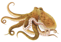 Octopus-transparent.png