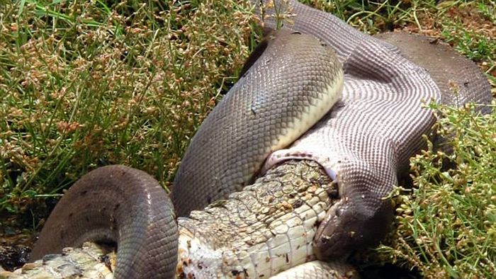 a python eating a crocodile